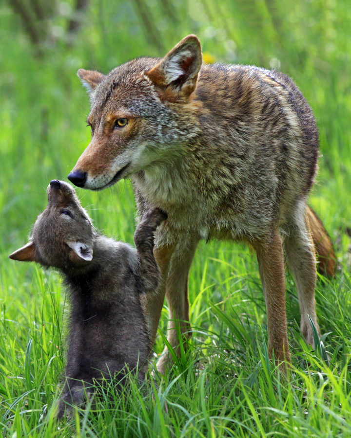 Wild Cousins of our Best Friends: Wolves, Coyotes and Foxes | Keeping Track